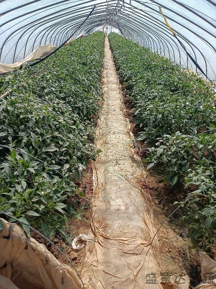【余干辣椒】正宗余干辣椒新鲜辣椒现摘青辣椒鲜香超辣辣椒小薄皮辣椒