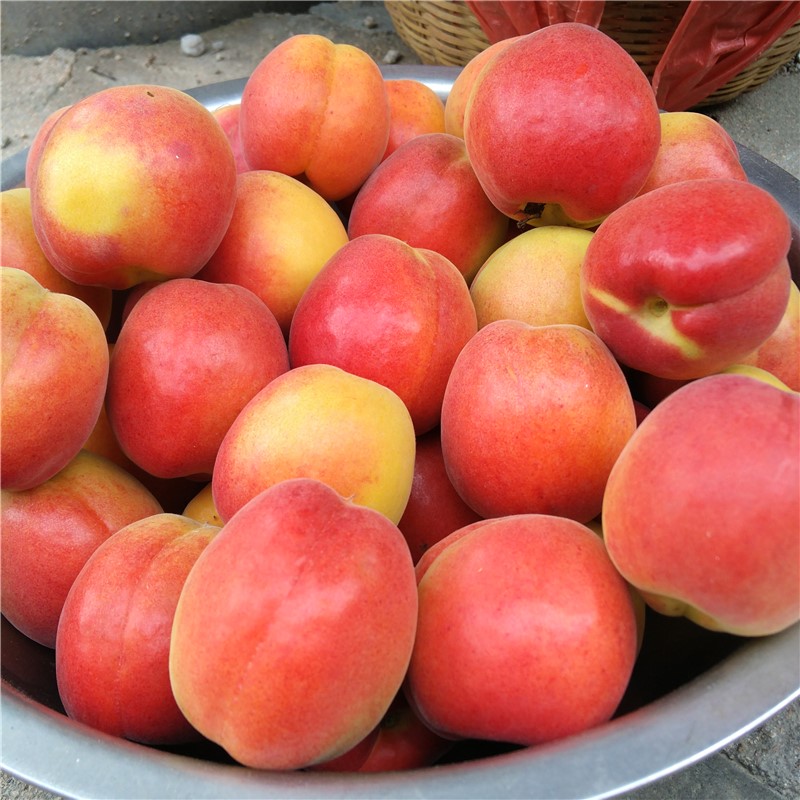 颜曼箐 崂山北宅杏树苗关公脸崂山二号大扁杏水蜜杏子大甜杏自家育苗