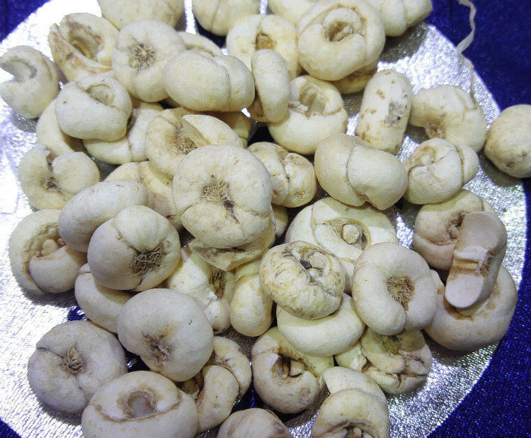 西藏特产贝母尖贝 藏贝母 西藏藏贝母味苦大颗粒 中药材 正宗藏贝母