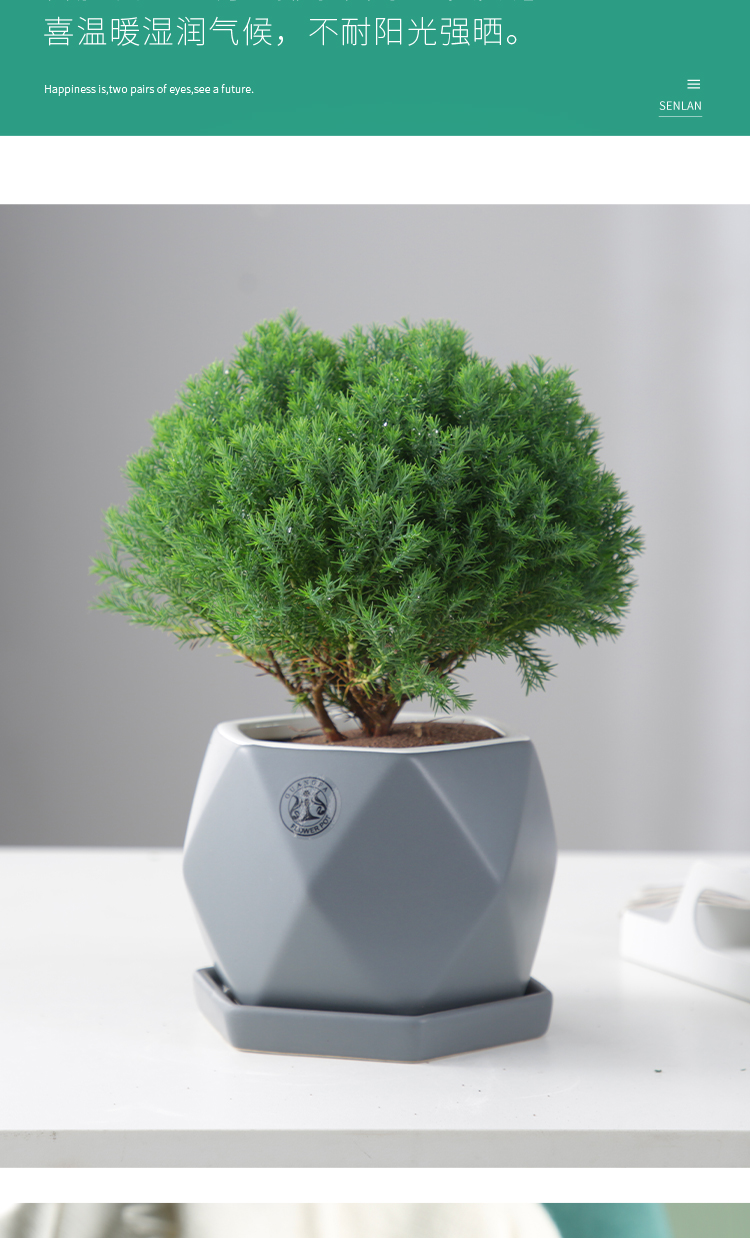 心森岚雾凇桌面老桩绿植小盆景室内办公室雾松放青松植物盆栽雾凇遥望