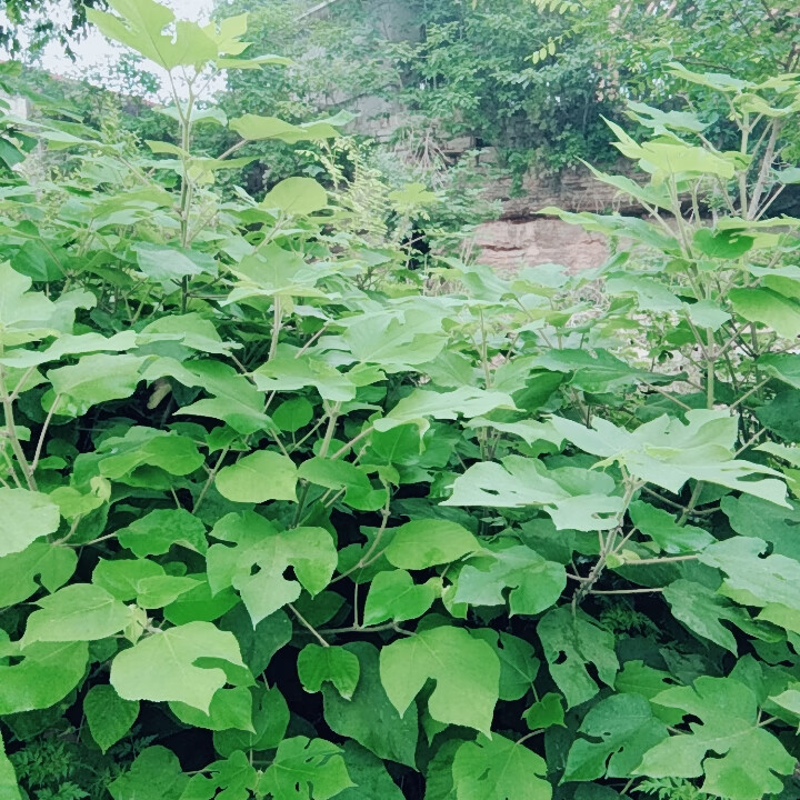 野生新鲜楮桃叶干品褚楮树叶褚桃叶构树叶中材500g/份2斤【图片 价格