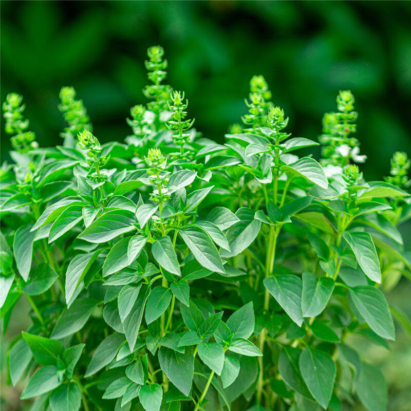 九層塔盆栽室內陽臺金不換新鮮香草香料植物薄荷羅勒葉綠植一年苗香味