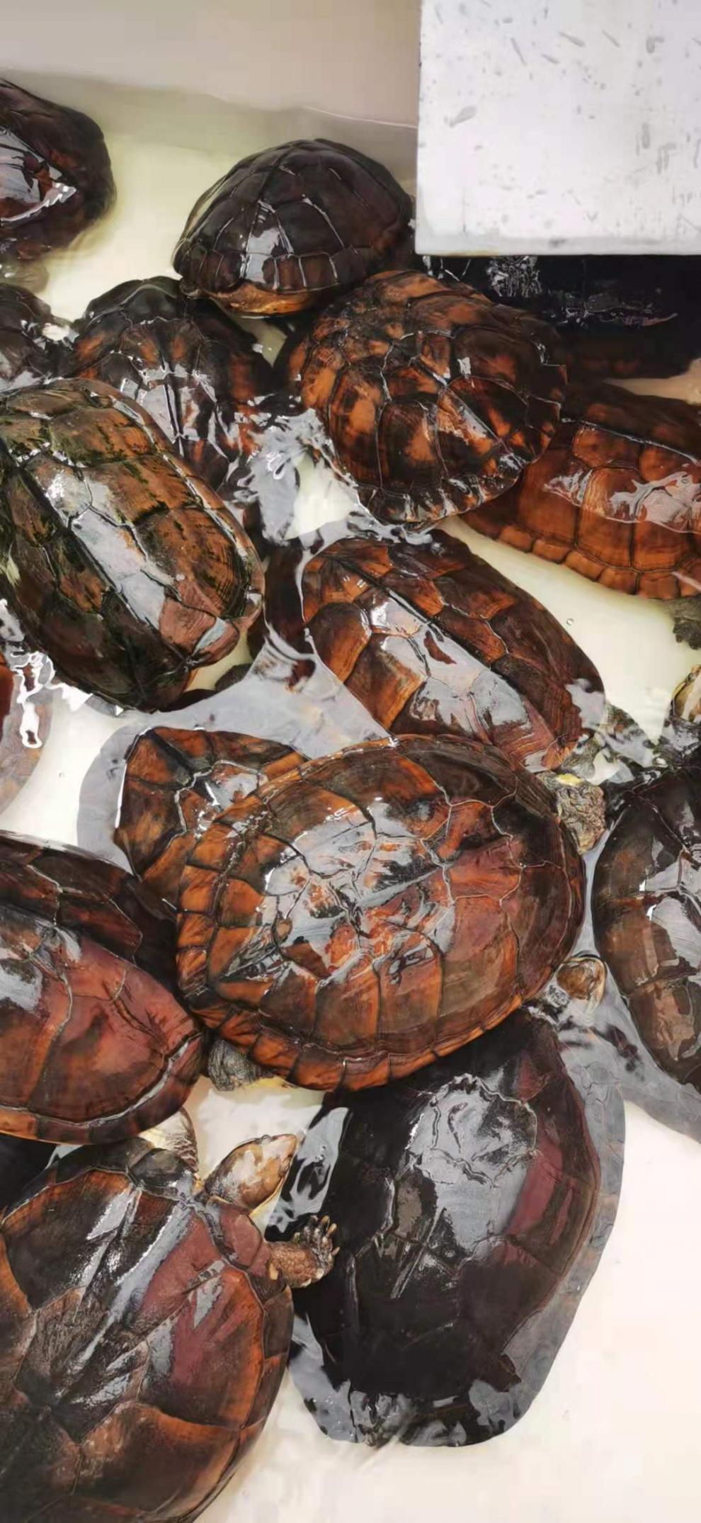 食用石金钱大龟龟场直发煲汤肉龟煲龟苓膏营养男人滋补外塘老种龟 全