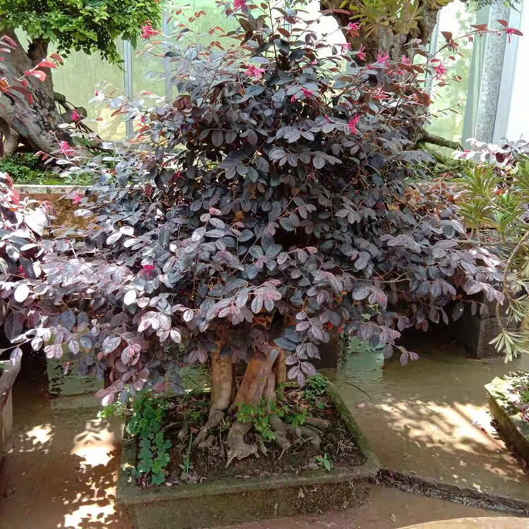 红花檵木造型树别墅庭院地景红花继木老桩盆景原盆原土四季常青 2.