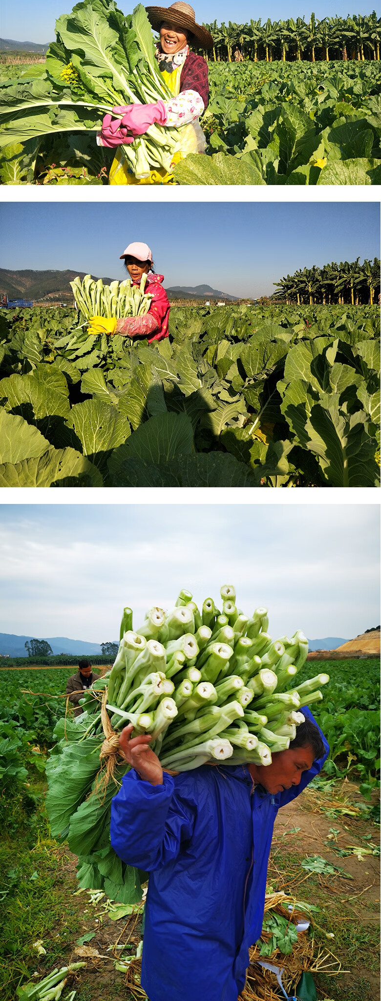 泡沫箱冰袋保鲜发货正宗广东增城小楼迟菜心新鲜广东高脚迟菜心当季