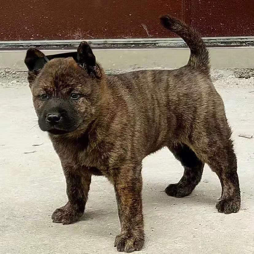 狗狗活体中华田园犬土狗幼崽领养农村看家护院大黄狗花白黑狗金毛