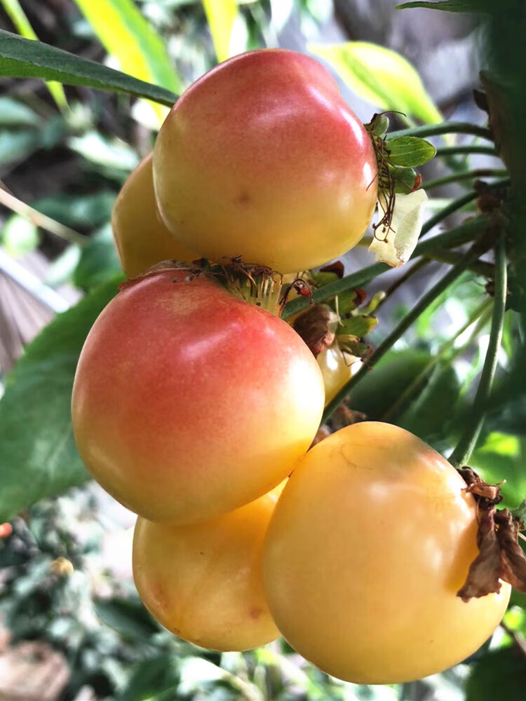 黄金车厘子雷尼尔现货孕妇水果新鲜3j4斤礼盒顺丰智利进口黄樱桃2j26