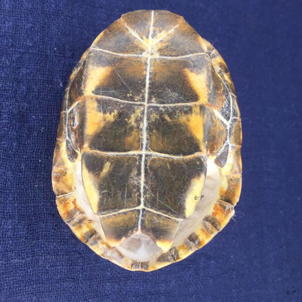 龟壳摇卦 龟趣天然完整真乌龟壳富甲天下手把件龟甲