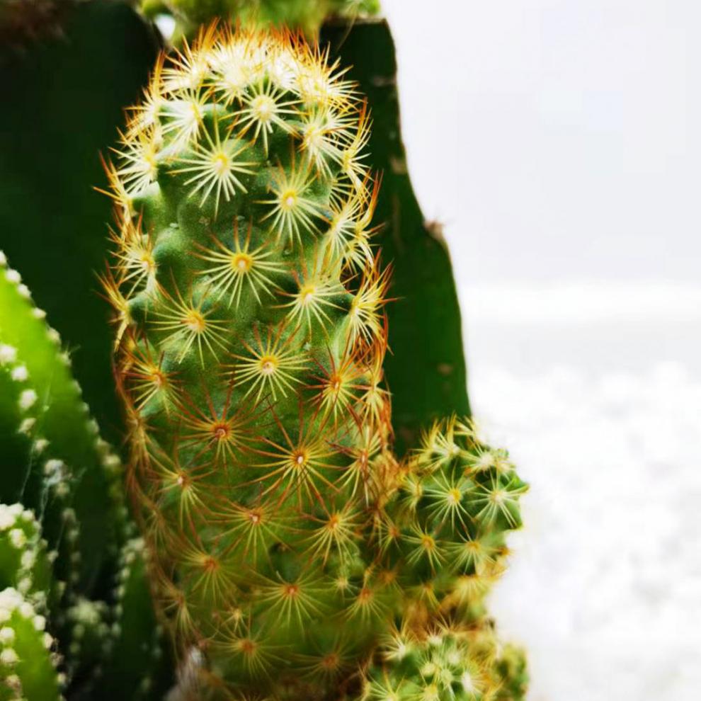 仙人球三色球组合小盆栽室内开花新款多肉植物大金虎56cm带塑料盆铺面