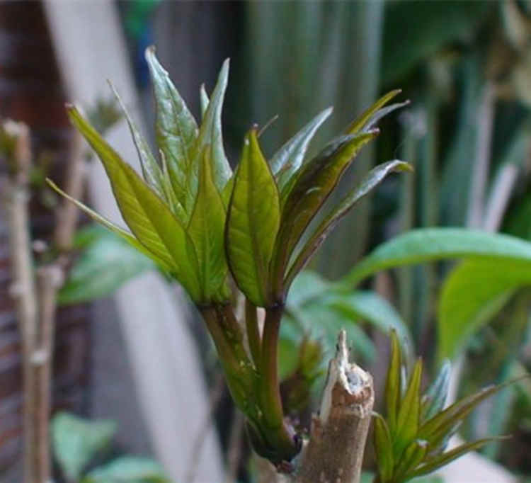 腌树头菜云南特产泡鸡爪菜酸辣泡菜咸菜酱菜腌菜下饭菜清爽可口300克2