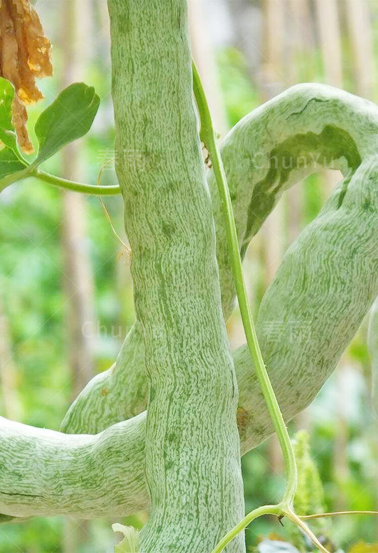 蛇瓜種籽蛇豆角種蔬菜種子蛇豆特大苗秧四季春季冬季農家食用種孑 壽