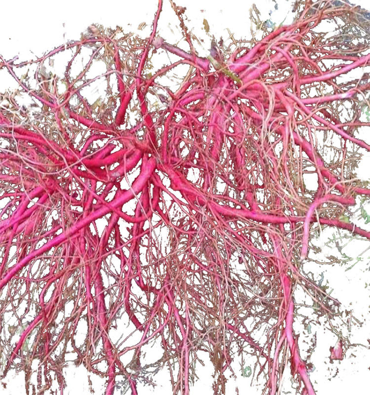 乾州中草药红牛克膝天然野生红牛膝治关节药室内庭院盆栽绿植 两斤