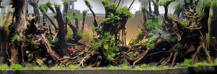 鱼缸装饰木头沉木天然优选栖根沉木流木水草缸造景树杜鹃根莫斯树15