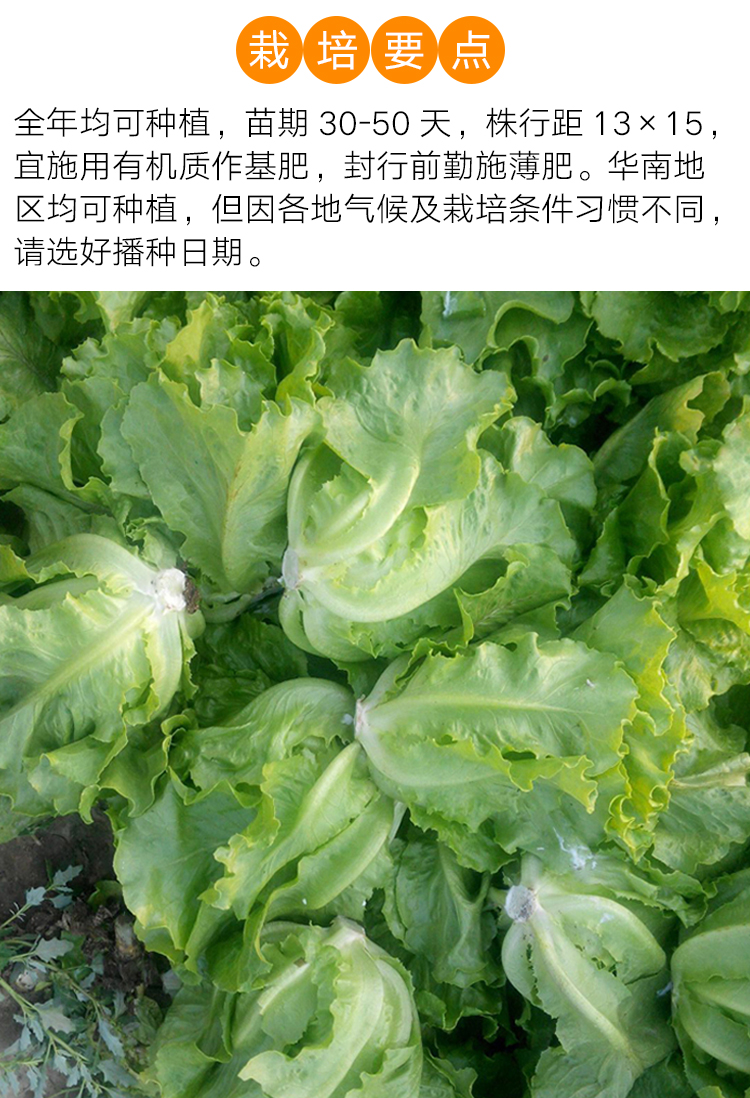 羅馬生菜種子四季耐抽薹夏秋陽臺高產大田種生菜種籽綠葉蔬菜種孑