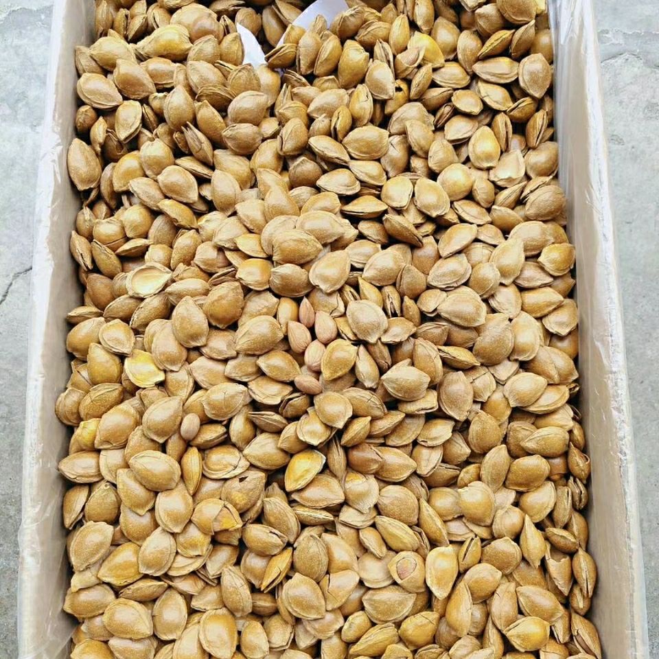 开口薄皮小银杏带壳熟杏仁奶香味干果坚果小零食 一斤500克【图片