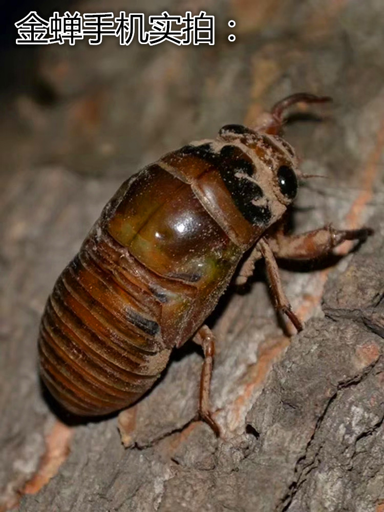 知了猴2021年新鲜直播现抓野生活金蝉结了蝉蛹爬叉龟唐僧肉非即食默认