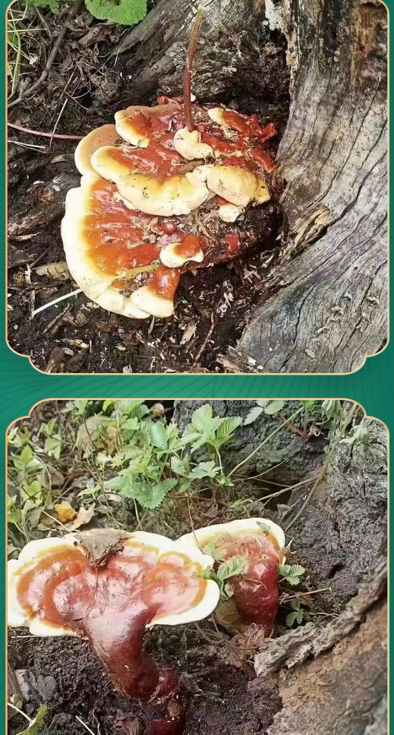 西藏灵芝干货林芝赤灵芝草灵芝片整枝500克礼盒装【图片 价格 品牌