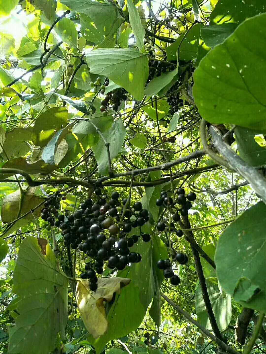 采缇 新鲜水果广西正宗野生酿酒山野葡萄毛葡萄自制酿酒可食用葡萄 4