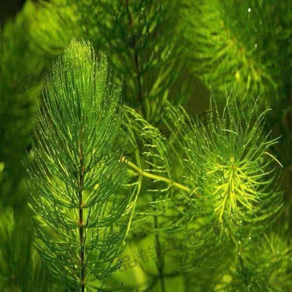 鱼缸造景金鱼藻真水草懒人好养耐活低温净水适合斗鱼金鱼藻20根