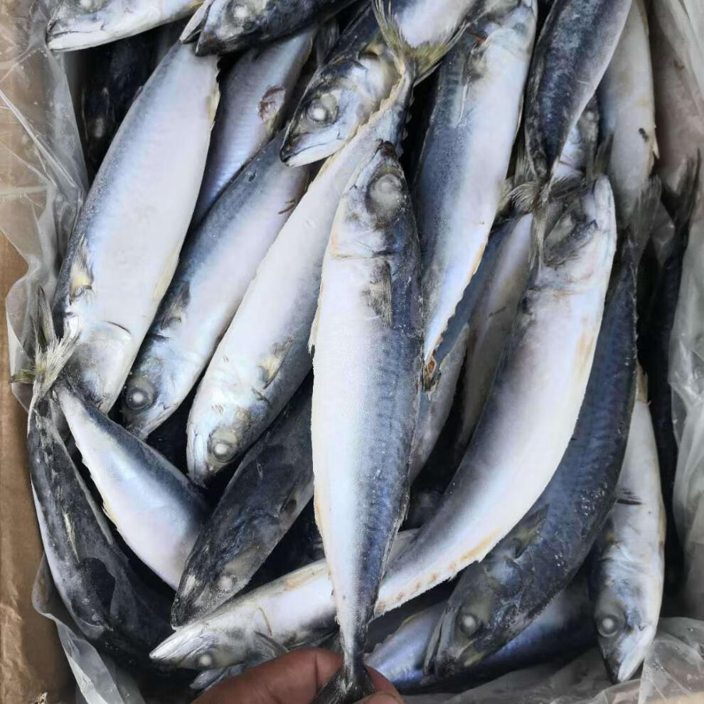 顺丰家庭版鲐鲅鱼青条鱼青占鱼3斤5斤10斤起发多地腾旺纳跃家庭装3斤