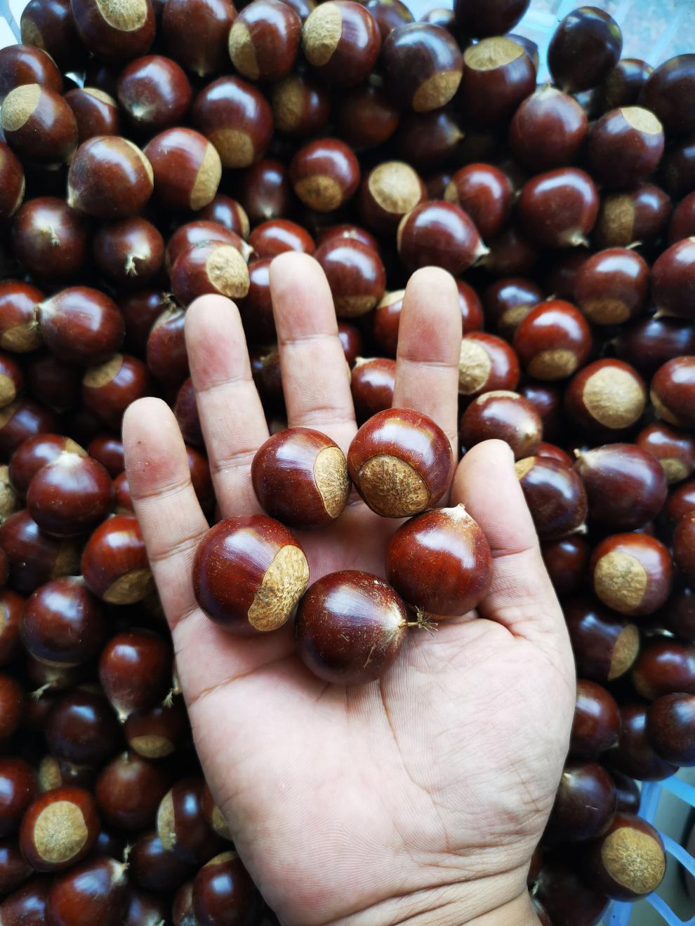 顺丰建瓯锥栗新鲜现摘圆栗子精选特大毛栗子5斤椎野生非油生板栗粟子