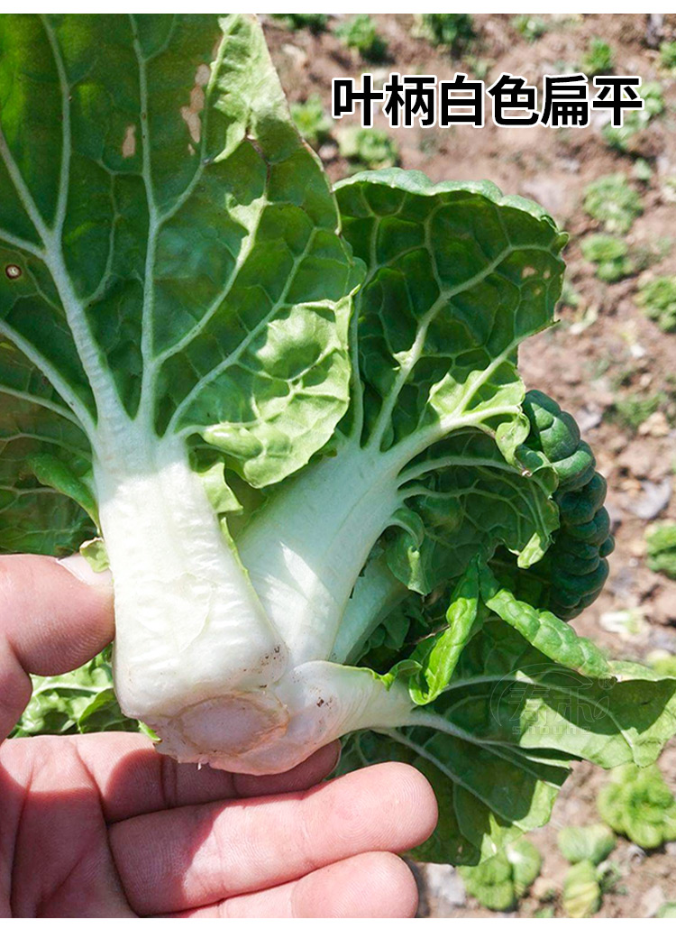 黃心烏菜種種子種籽烏塌菜黑菜冬天青菜蔬菜孑籽種冬季菜籽大全綠領彩