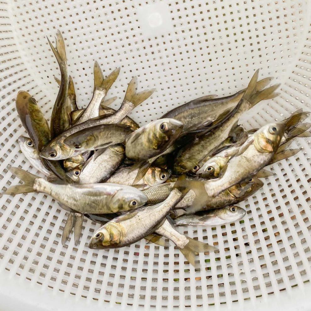 卡洛布布 花鲢鱼苗淡水养殖大头鱼胖头鱼活体包损白鲢鱼鲫鱼本地草