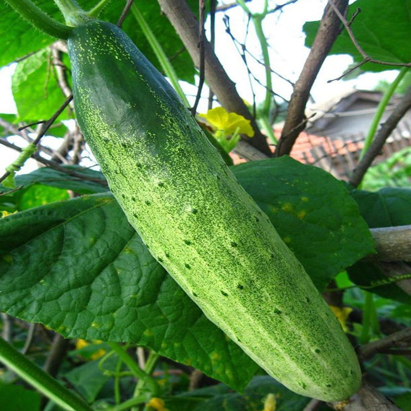 农家自种新鲜黄瓜土黄瓜生吃老式黄瓜刺黄瓜老黄瓜5斤5斤装