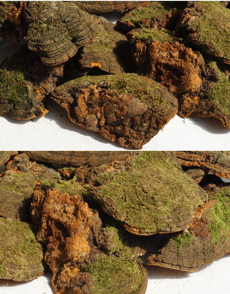 灵芝松树桑黄松针灵芝 天然深山松针层孔菌整枝滋补 【松树桑黄】松针