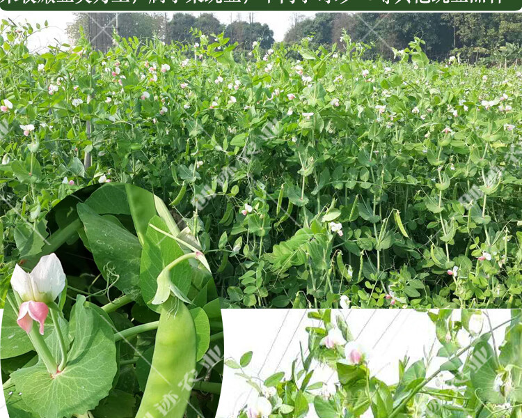 高產荷蘭豆種子大莢豆角蔬菜農家春季秋季菜園種植早熟菜豌豆種子食莢