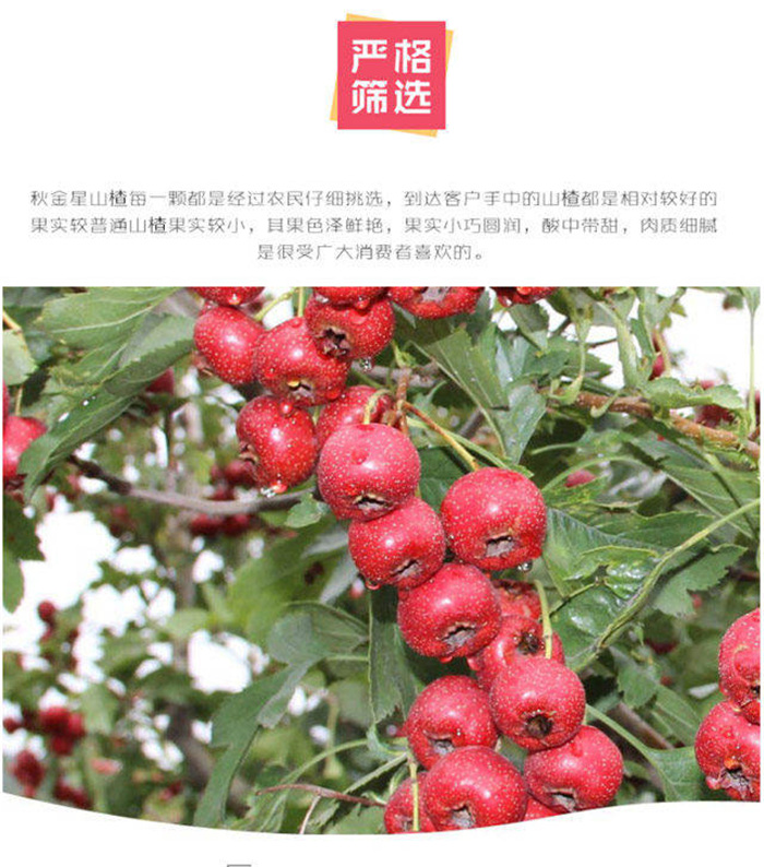 现货速发野山楂一斤装小金星鲜山楂果山里红酸甜秋金星甜山楂一斤装70