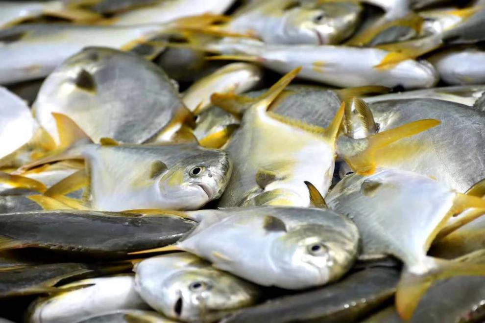 湛江海捕金鲳鱼新鲜活鲜速冻海鱼天然鲳鱼新鲜金仓鱼1条装大号1条1斤