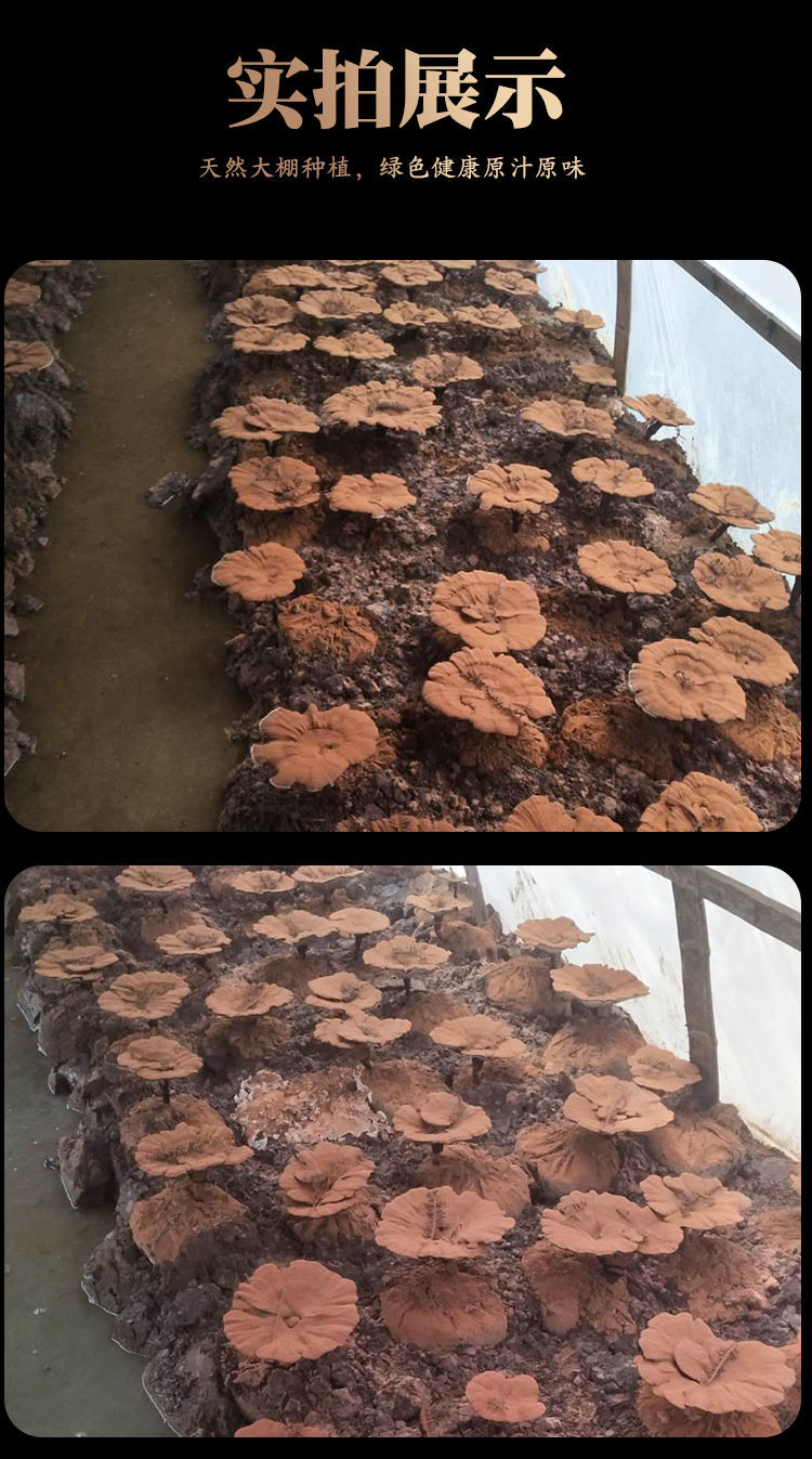 长白山头道破壳灵芝孢子粉纯野生林芝袍子粉官方直营红色礼盒500克1盒