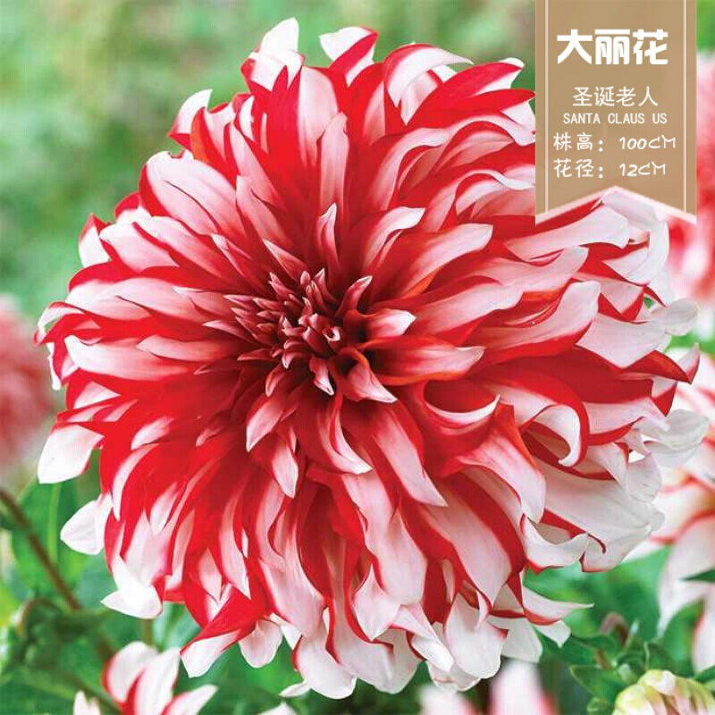 澜墨龙峰地瓜花大丽菊花地瓜花大丽花种球庭院种植盆栽植物球根花卉