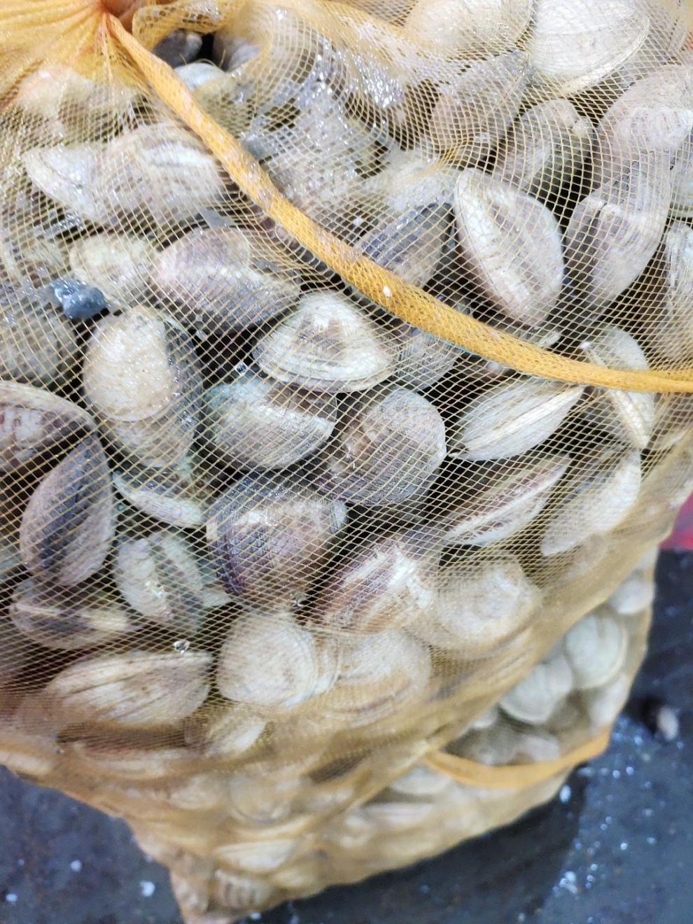 鲜活大蛤蜊铁蛤文蛤美贝四不像活海鲜连云港海鲜到家包活坏单包赔 10