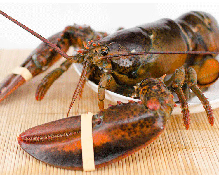冠季4-15斤鲜活波士顿龙虾海鲜水产特超大蟹奥澳花龙古巴龙虾 5000g