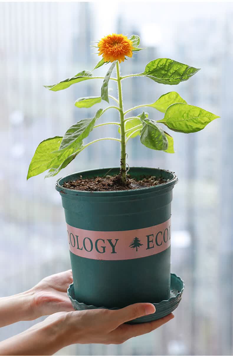 种籽小夏矮生太阳花观赏盆栽种植幼苗孑秧t8玩具熊向日葵苗3棵不含盆