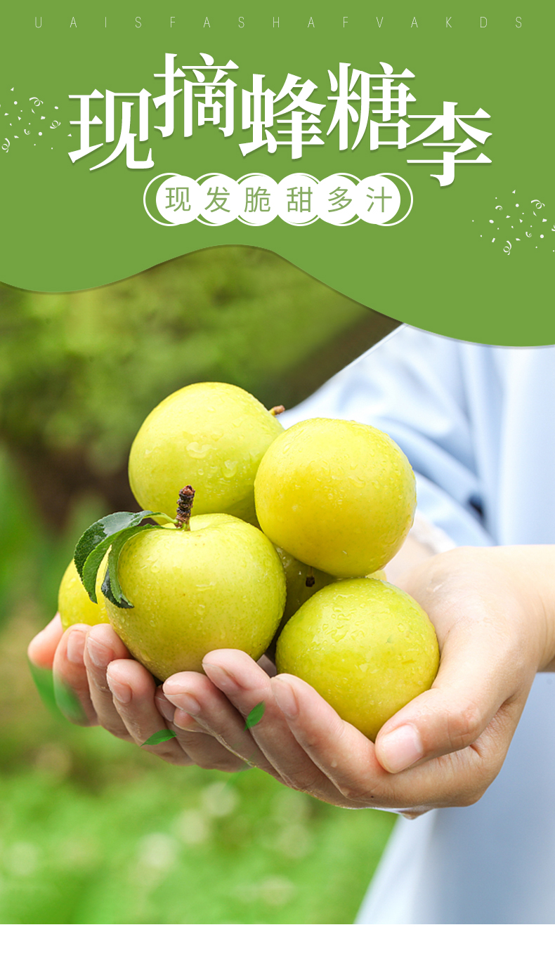 jd物流蜂糖李新鲜水果李子现货速发孕妇水果新鲜采摘一斤