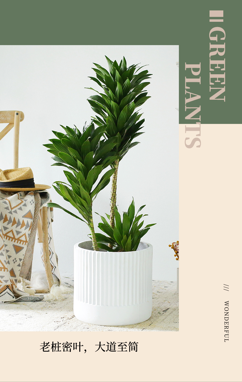 老桩太阳神密叶龙血树室内大型绿植造型植物北欧风客厅阳台大盆栽老桩