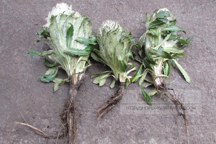 藏雪莲西藏雪莲花5朵大朵质量远超天山雪莲今年新货【图片 价格 品牌