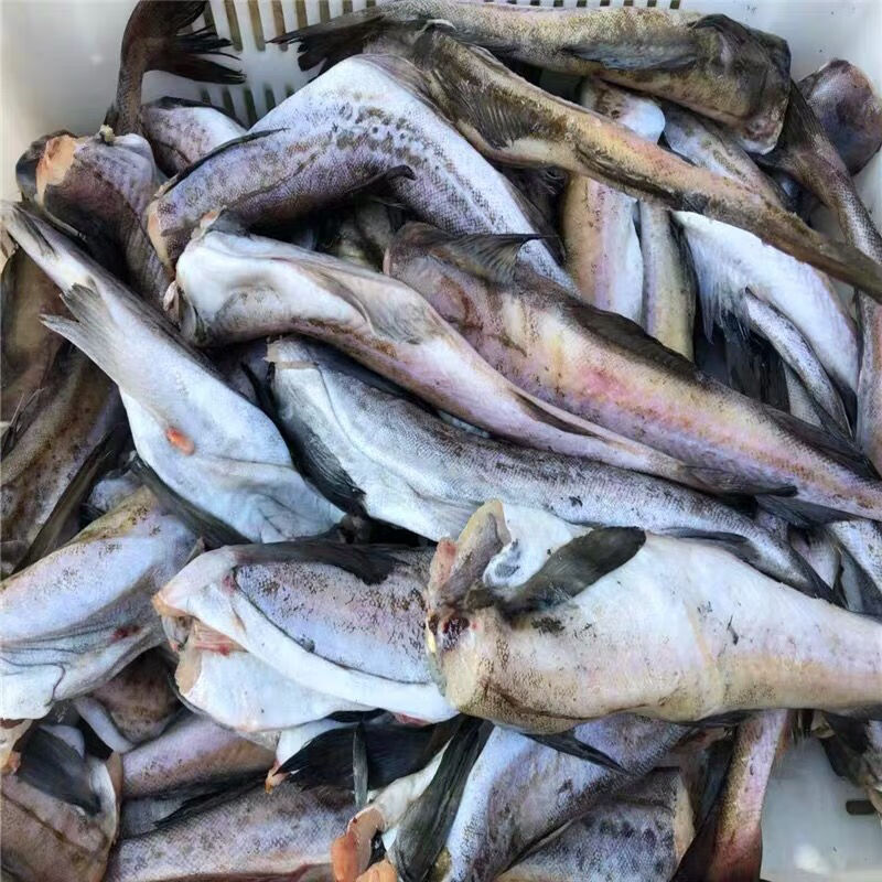 无头鱼去头鳕鱼明太鱼银狭鳕鱼新鲜海捕鱼速冻海鲜全国一斤左右大规格