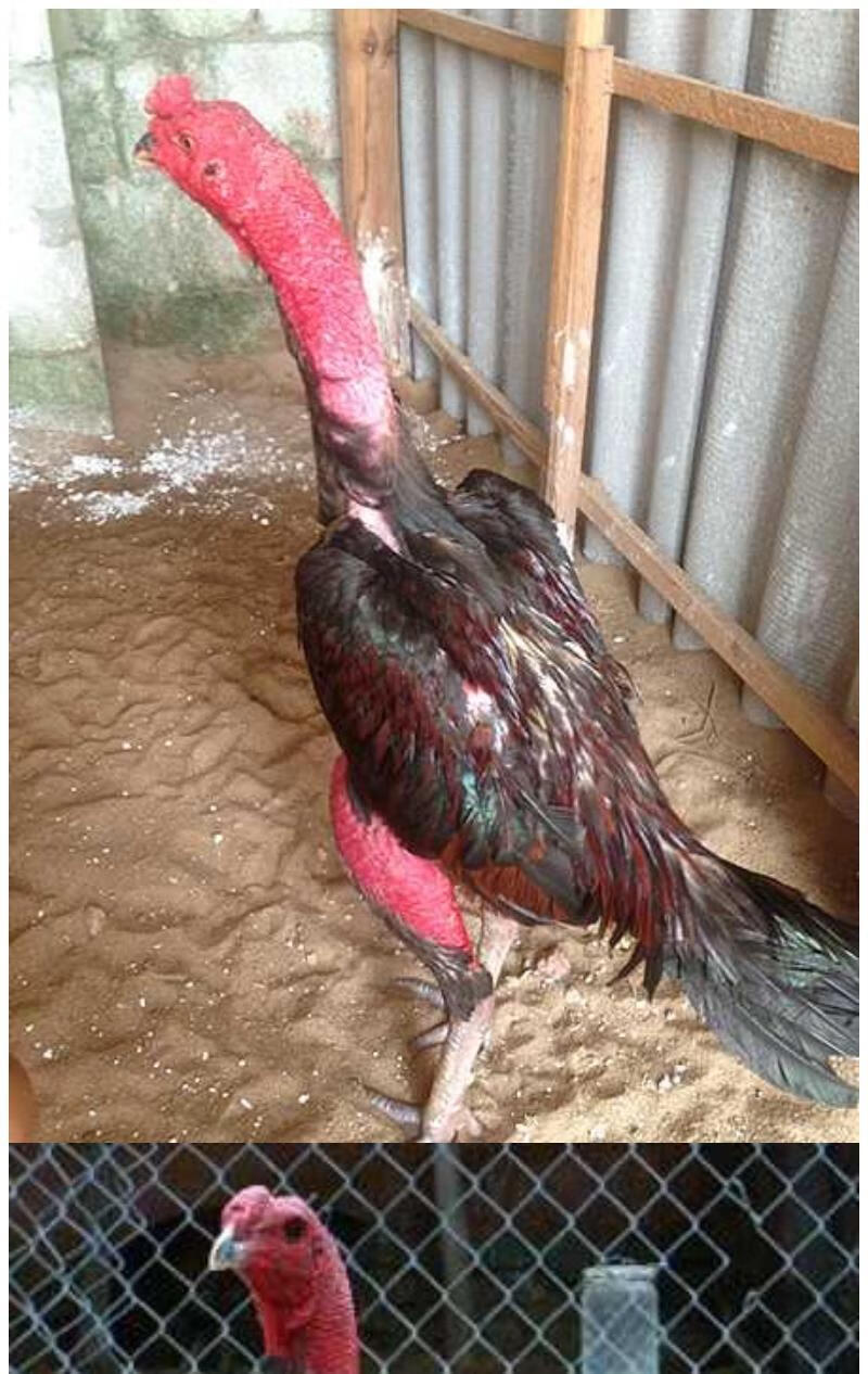 越南斗鸡苗活体批发土鸡仔小斗鸡活体活体斗鸡成年斗鸡泰国斗鸡活体