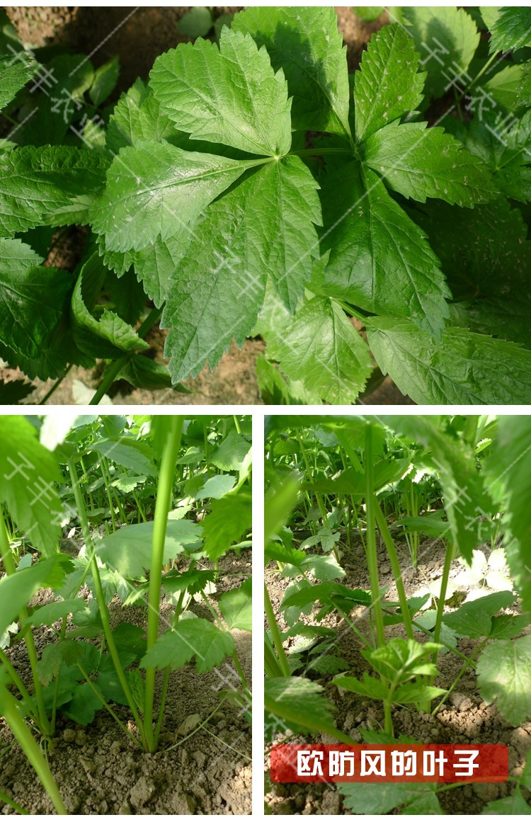 天津先优达欧洲引进特色萝卜种子欧防风白胡萝卜蔬菜菜籽春秋种籽象牙