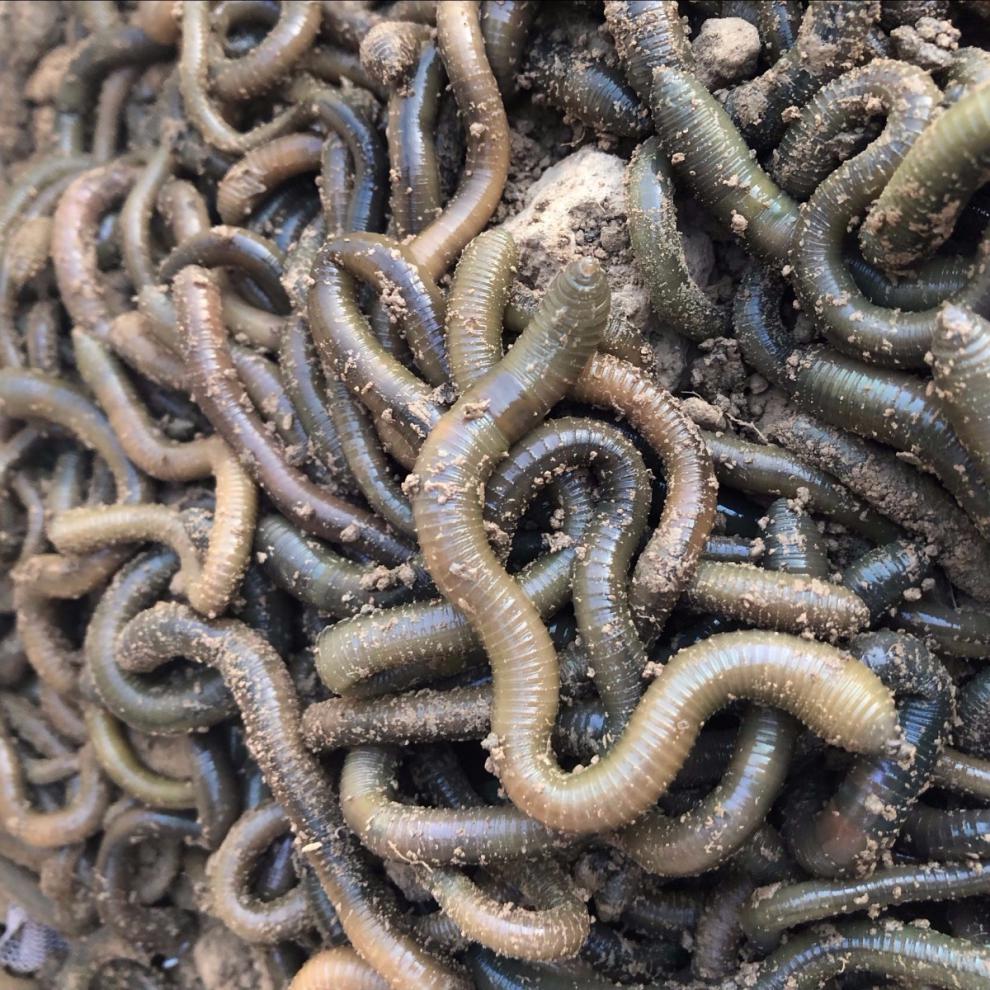 蚯蚓活体黑蚯蚓钓黄鳝青蚯蚓大蚯蚓蚯蚓活体蚯蚓鱼饵活饵 半斤蚯蚓