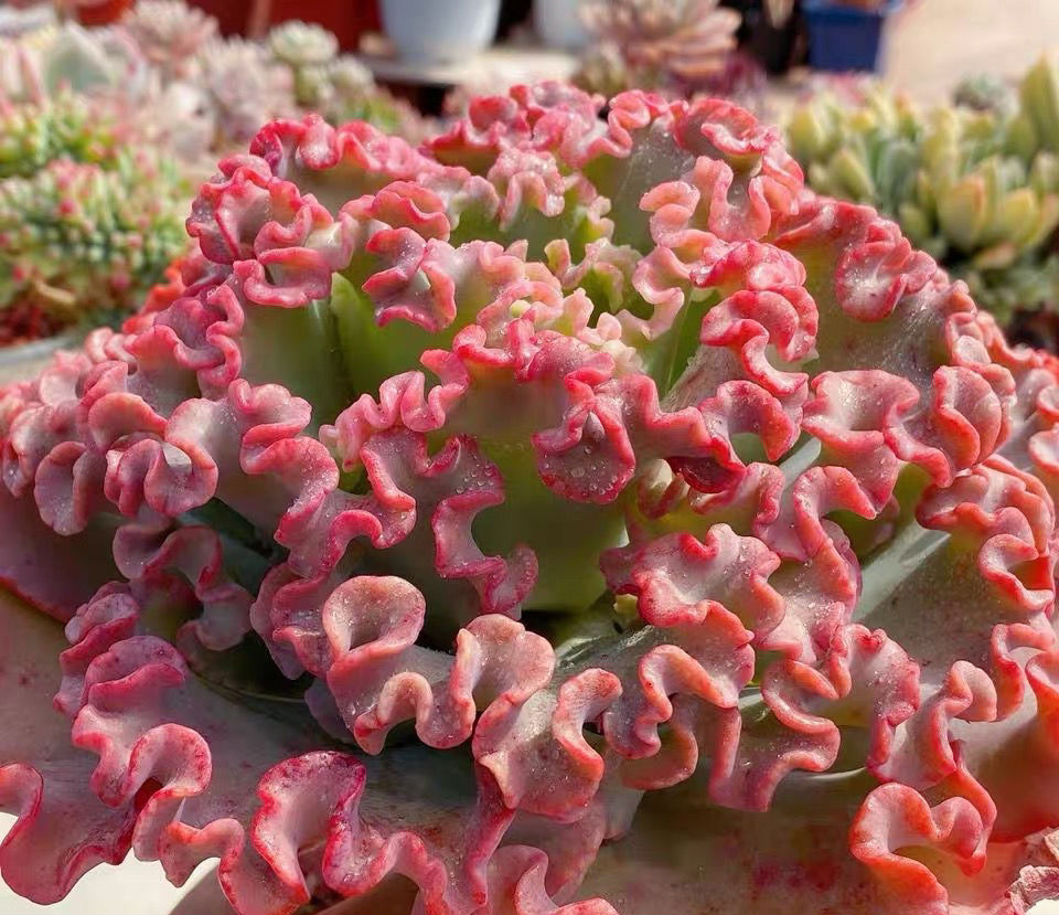 恒日晟多肉植物高沙之翁水瓶座多肉大包菜组合盆栽云南基地多肉 狂野