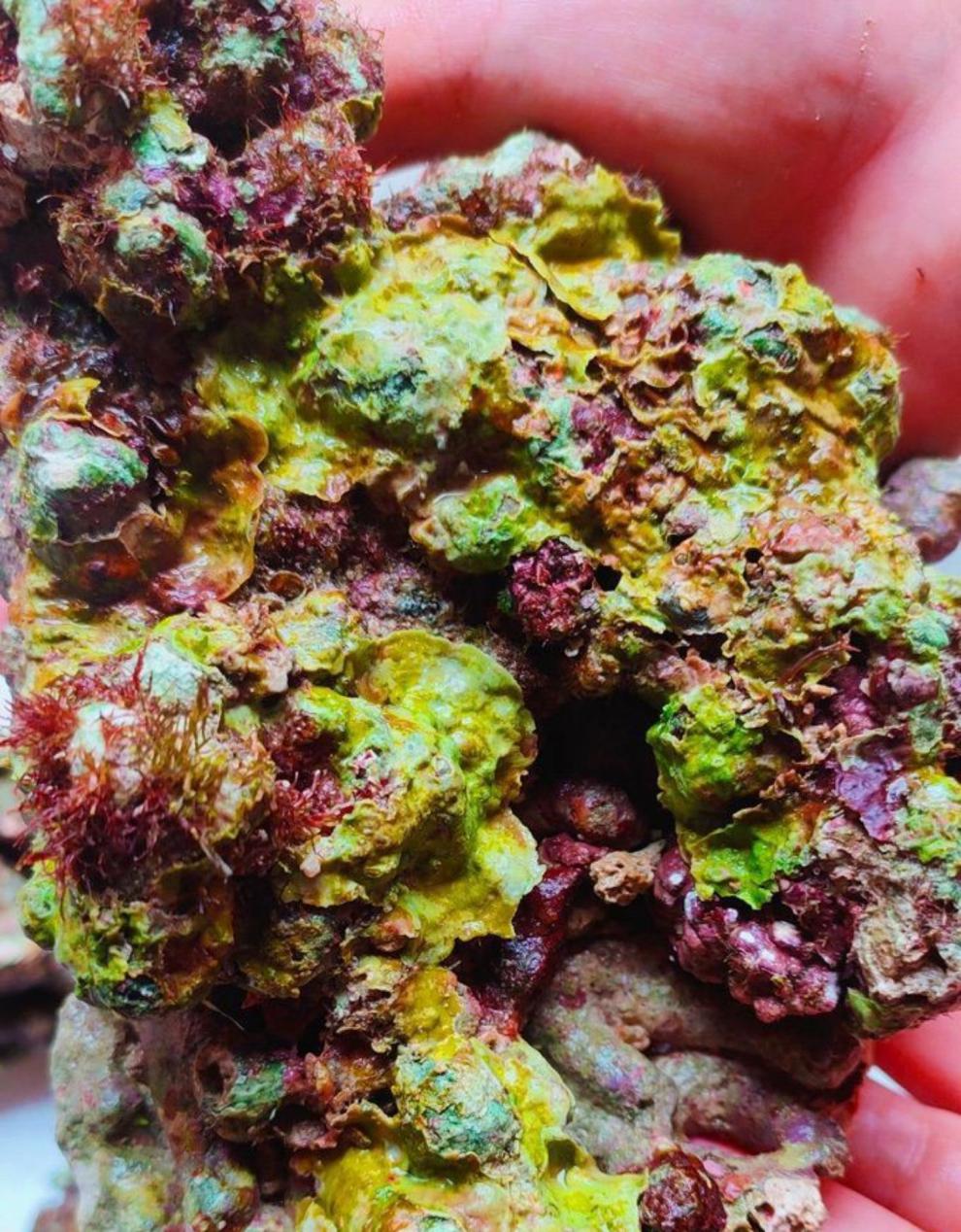 免爆藻活石 免爆藻活石新鲜高钙深海活石海水缸鱼缸开缸造景多孔微