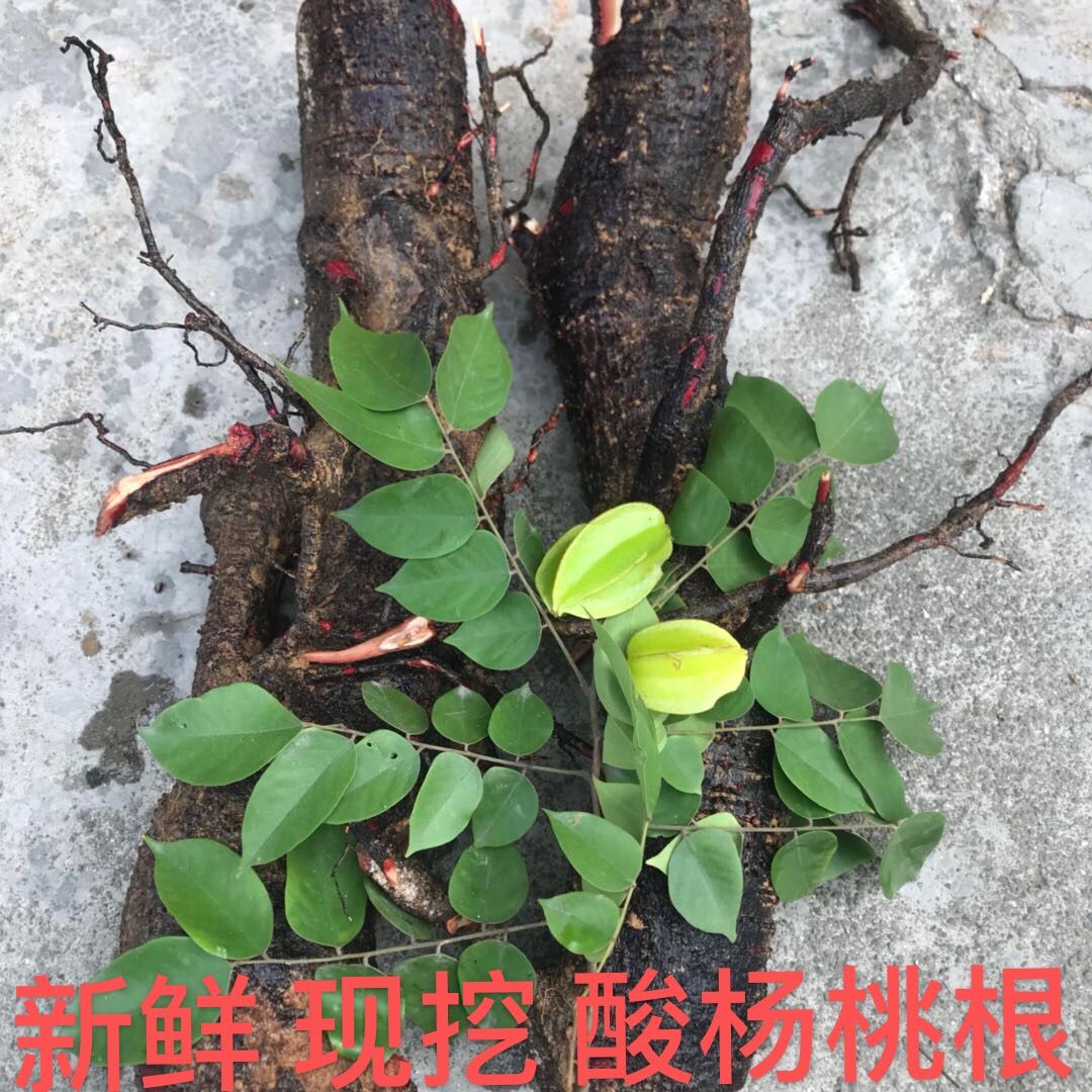 正宗酸杨桃树根 野生新鲜酸杨桃根 酸五敛子根 现挖500克 杨桃根康中