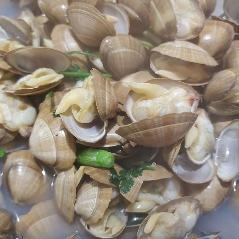 丹东活黄蚬子鲜活黄蚬子新鲜黄蚬子生鲜蚬子顺丰七天价保