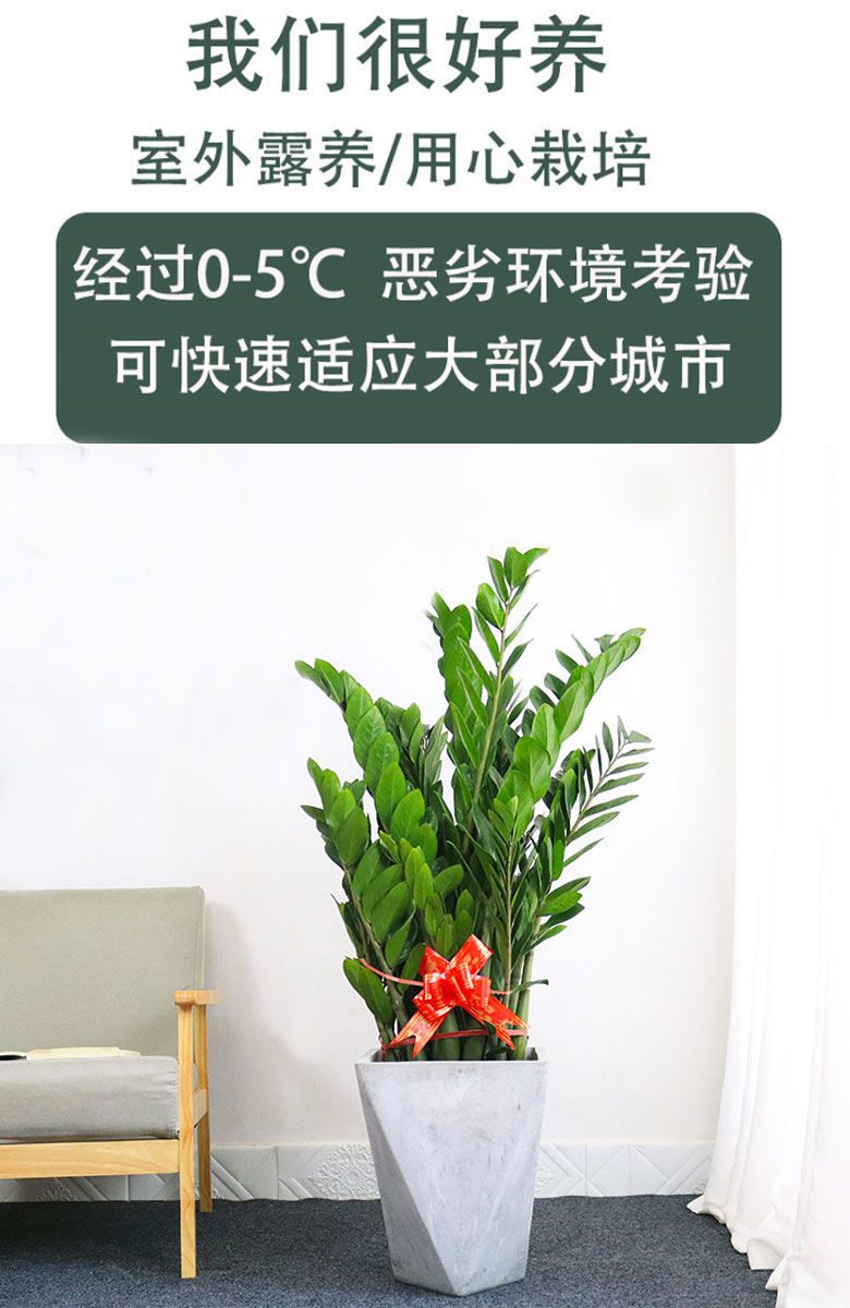 金钱树大盆栽公司大型绿植乔迁开业送礼办公室内植物吸甲醛盆栽黑方盆