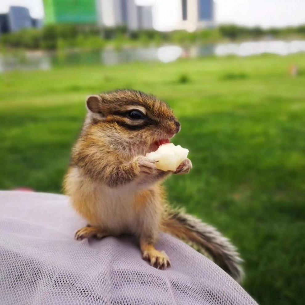 【京选】养殖场打疫苗宠物松鼠金花松鼠幼崽魔王松鼠粮食活体 金花大